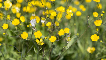 蝴蝶<strong>毛茛</strong>属植物<strong>花</strong>