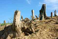 森林砍伐树桩改变气候生活环境