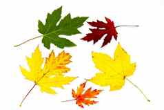 集合色彩斑斓的秋天叶子孤立的白色使用