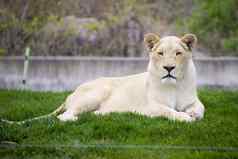 白色母狮多伦多动物园