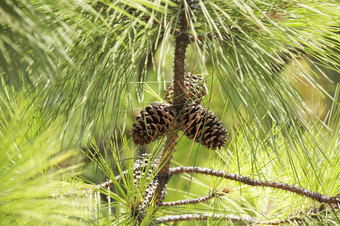 Fur-tree