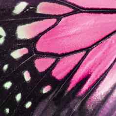 粉红色的蝴蝶翼