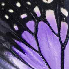 紫色的蝴蝶翼