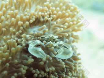 关闭蟹软珊瑚安达曼泰国