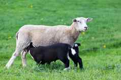 白色妈妈。羊喝黑色的羊羔
