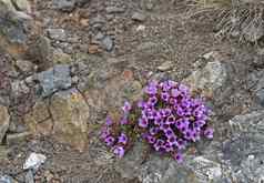 红鲱鱼虎耳草属oppositifolia紫色的山虎耳草属植物