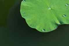 绿色莲花叶湖水下降