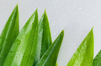 泰国Herbal成分水疗露兜树叶甜蜜的朴实的香气