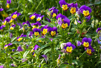 花园堇型花三色紫罗兰违反了违反了三原色类型大