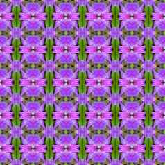 美丽的紫色的兰花花无缝的