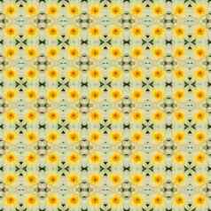 黄色的莲花花完整的布鲁姆无缝的