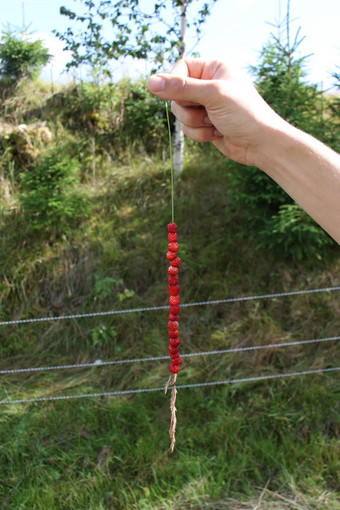 野生草莓