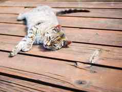 懒惰的虎斑猫放松木明亮的颜色