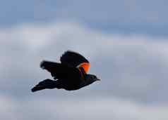 红色的长翅膀的黑鸟飞行