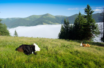 美丽的景观绿色山群牛