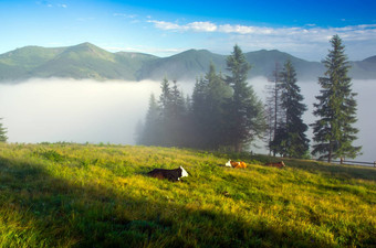 美丽的景观绿色山群牛