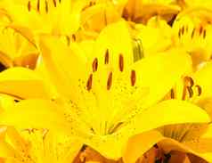 美丽的花束黄色的百合