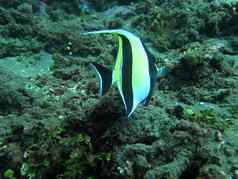 蓬勃发展的珊瑚礁活着海洋生活热带鱼