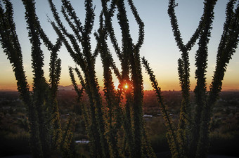 日出索诺兰沙漠沙漠usery山区域公园表亚利桑那州