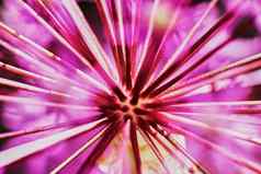 紫色的葱属植物花灯泡