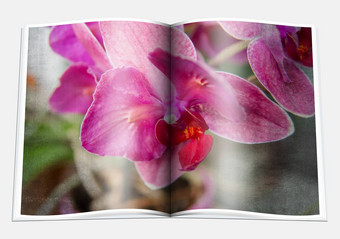 打开书图片淡紫色紫罗兰色的兰花