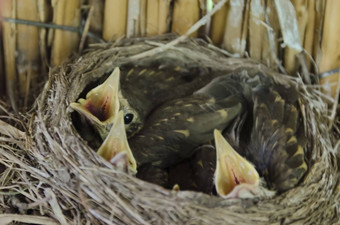 饥饿新成熟的songbird等待食物<strong>鸟</strong>的<strong>巢</strong>