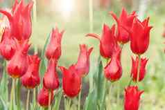 美丽的红色的郁金香日益增长的花圃