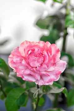 单粉红色的玫瑰花园