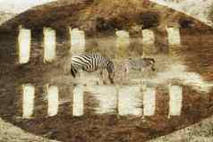 南非洲Safari数字图像祖鲁语盾斑马