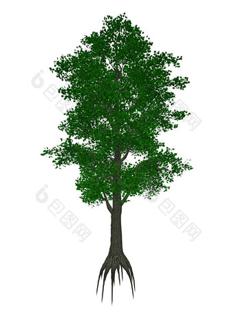 小叶的石灰小叶林登蒂利亚文明树渲染