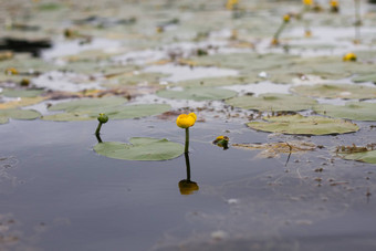 <strong>大肚皮</strong>黄色的水花