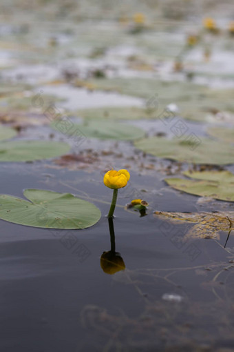 <strong>大肚皮</strong>黄色的水花