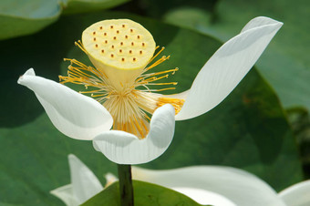 越南花白色<strong>莲花</strong>花