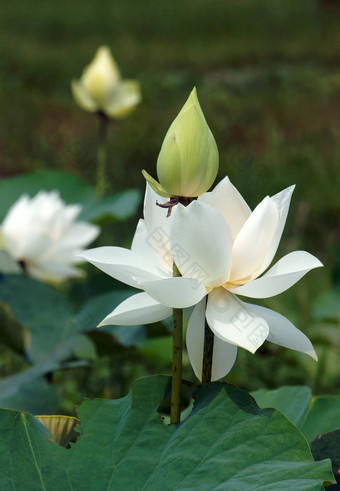 越南花白色莲花花