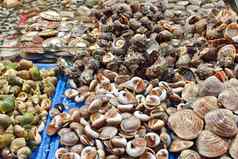 各种各样的贝壳海鲜市场
