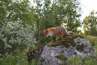 fox-reven