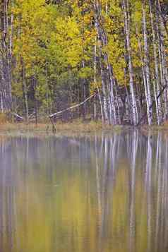 秋天秋天反射北部湖加拿大