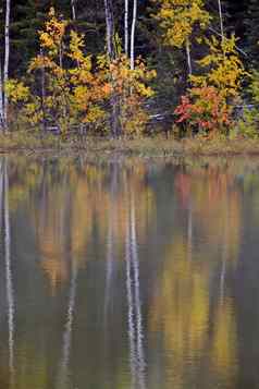 秋天秋天反射北部湖加拿大