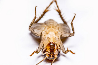 蟋蟀科孤立的白色背景