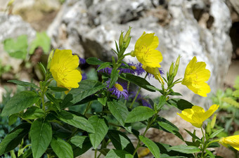 部分公共花园<strong>假山</strong>