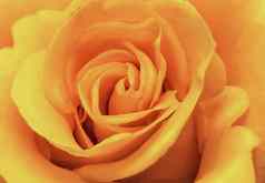 花美丽的精致的玫瑰黄色的特写镜头