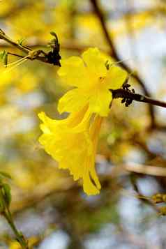 黄色的塔贝布亚小号花