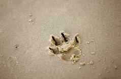 狗爪子打印沙子