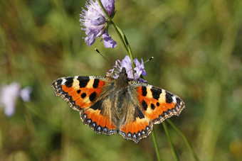 nymphalis<strong>测</strong>定了Aglais<strong>测</strong>定了小龟甲