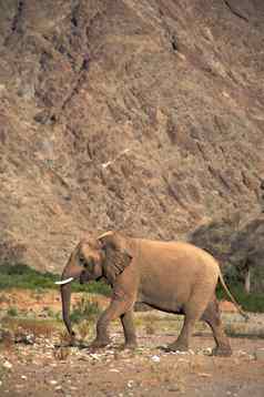 大象骨架海岸沙漠