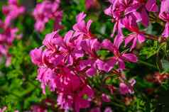 美丽的粉红色的花天竺葵属植物hang-downing宏