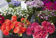 花束新鲜的野花市场