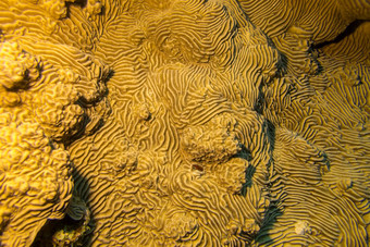 厚皮丝虫桃叶珊瑚热带海水下