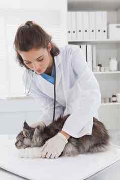 兽医绷带灰色猫