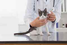 兽医检查可爱的小猫